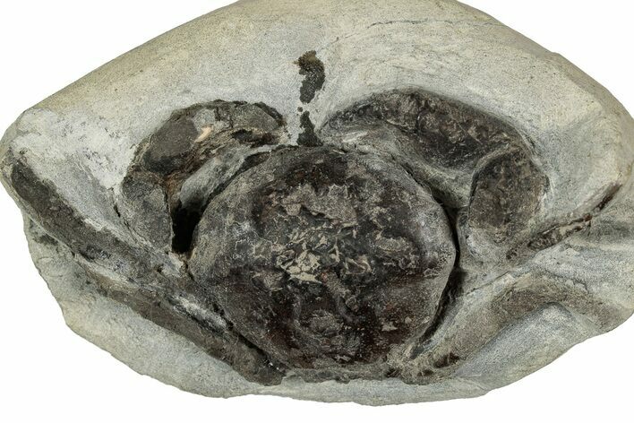 Eocene Fossil Crab (Pulalius) - Washington State #345515